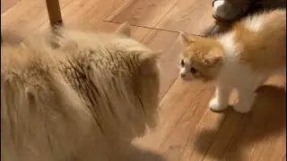 子猫のマンチカンが我が家にやってきた🐈名前はまろです🐱#cat #猫 #animal #子猫 #cute 