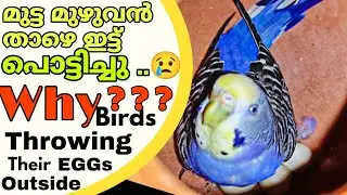 Birds മുട്ട താഴെഇട്ട് പൊട്ടിക്കുന്നതിന്റെ 12 കാരണങ്ങൾ||12 REASONS FOR BREAKING THEIR EGGS||R&B MEDIA
