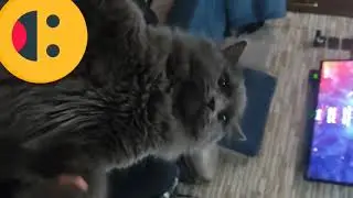 funny cats 🤣 best funny cats . funny cats videos