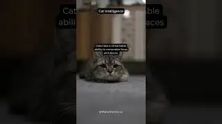 Cat Intelligence #Cats #Memory #Intelligence #Faces #Places #AnimalFacts #InterestingFacts #Shorts
