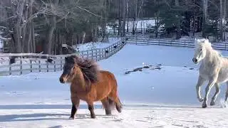 Watch everyone gallop toward Spring. Their happiness is contagious!