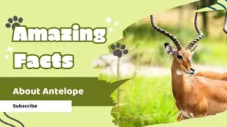 Facts About Antelopes #Antelope #AnimalFacts #Kids #Wildlife #NatureForKids #AntelopeFacts #Animals