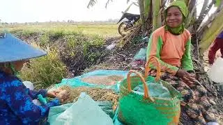 Temok ulo sowo 🐍kitakaan. Ngombi di tambak 