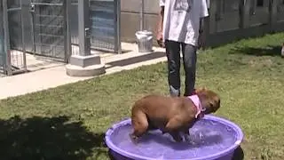 MAPLE - ID# A1325585 (**ADOPTED** YOUNG LOVING GENTLE GORGEOUS PITTIE!!)