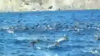 Marine Wildlife with Sealife Experience Tasmania