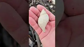 SO MANY SEASHELLS  🤯 #shelling #seashells