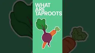 What are Taproots #shorts