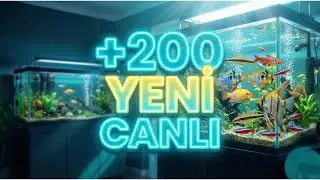 Akvaryum Hanesi&rsquo;ne Yeni Misafirler | Altum Melek & Ramirezi ve Daha Fazlası