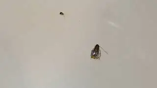 INSECTS INFESTED HOTEL ROOM. BEWARE !!! | Think Random