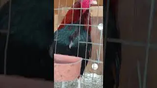 Las mejores gallinas de aca  la pulga 