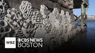 Living seawalls installed in Boston Harbor to help wildlife flourish and clean water