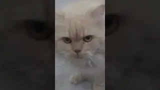 cats breakfast time #cuteanimal