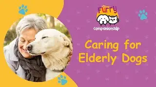 Caring for Elderly Dogs