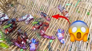 Best Traditional Tool Fishing Betta Fisherman Catching Betta Fish By Hand In Mud Water In Small Lake
