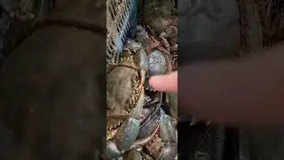 Giant Crab 1.5kg  🦀  |celsatow