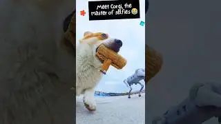 Corgi Takes Robot Dog on Hilarious Outdoor Adventure! 😂 #shorts
