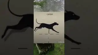 therian qads tutorial #therian #antizoo #cat #therianthropy #paws #quadrobics #tutorial #walk