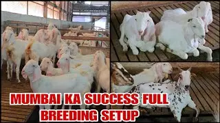 Mumbai Ka Success full Breeding Setup RA Goat Farm Bhiwandi Wada Road 