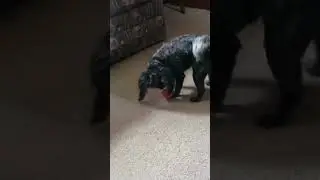 Squeaky Toys That Your Small Dogs Love