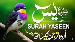 Surah Yaseen with Urdu Translation | Beautiful Quran Recitation | Full Surah قاري منصور غزنوي