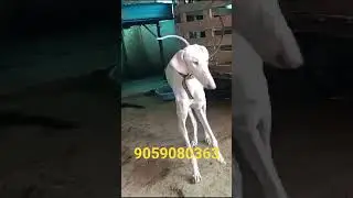 top quality mudhol hound adult female for sale in telugu #trendingshorts #telugu #petcareprovider