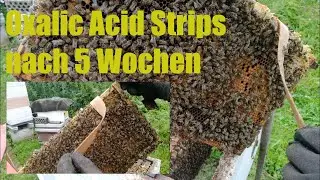 Oxalic Acid Strips nach 5 Wochen im Ableger 😮