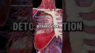 What Happens to your Body If You Stop Drinking Alcohol?🤔 #nutritiontips #guthealth #dieting #shorts