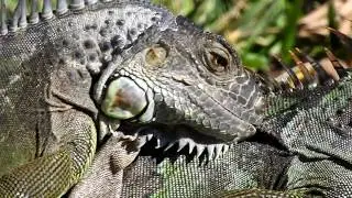 Les Iguanes s'accouplent