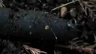 Harvestman Crosses Dunghill of Japanese Raccoon Dogs