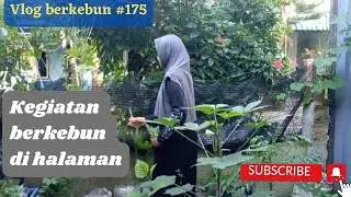 Panen setiap hari di halaman rumah ku.#kebundamaya #urbanfarming #ketahananpangan
