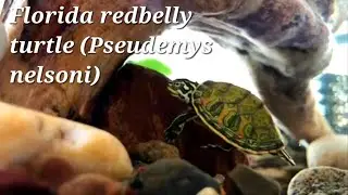Florida redbelly turtle(Pseudemys nelsoni) -TurtleTerrapinTortoise-
