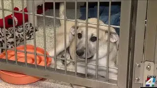 More owners surrendering pets at shelter, blaming economy
