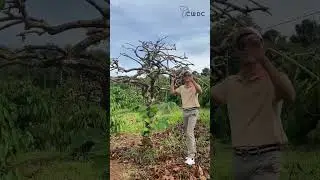 The Environmental Impact of Java Wood and Sustainable Sourcing #javawood #javawoodtree #sustainable