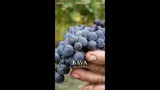 Systemic Project - Cantine Bava