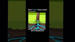 how water goes inside coconut #curiositiescorner #curiousminds #science #coconut #coconutwater