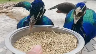 Very beautiful peacocks are coming nearby and eating food | peacock
