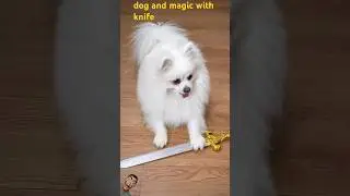 dog and magic with knife 😂#dog #pets #funny #shorts