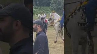 tent pegging in UK Blackburn friends are everywhere