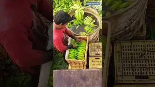 JFC_AHMEDABAD | Premium_Quality_Bananas_Packing #Pisang #Banan #Ban #Banany #Pisangya #G9_Bananas
