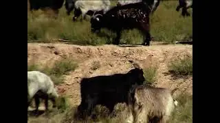 Uzbekistan Part 2 - Film by Meir Kadmon