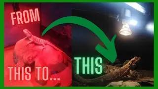Reviewing And Reacting To My Past Bearded Dragon Enclosures - Progression in Reptile Keeping