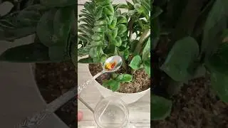 1 капля и замиокулькас выдаст много новых листьев  #plants