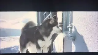 Eight Below Max Waiting for his Owner&rsquo;s to return 