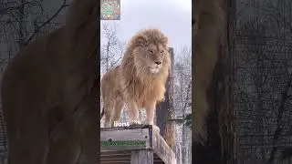 Unique Animal Showdown: Rhino vs Lion - Who Wins?  #animaluniverse #lion  #rhino #wildlife