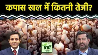 Agri News: Cotton Seed Oilcake में क्या हो रणनीति?