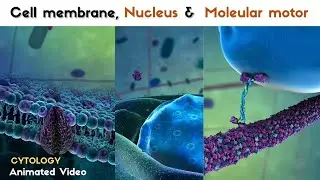 Cell Membrane, Nucleus And Molecular Motor | Animated Video| #cytology