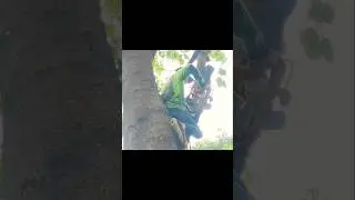 522nd giant tree felling skill technique #tree #logging #woodworking