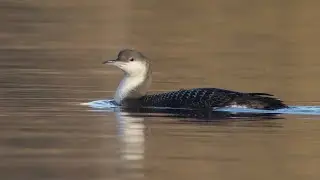 Black-throated Diver at Arrow Valley, Worcestershire