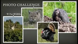 W for Wildlife - Photo Contest Results - April 2022