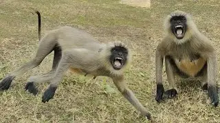 Langur Ka Natural Alert Behavior | Wildlife Moment 🐒🌿